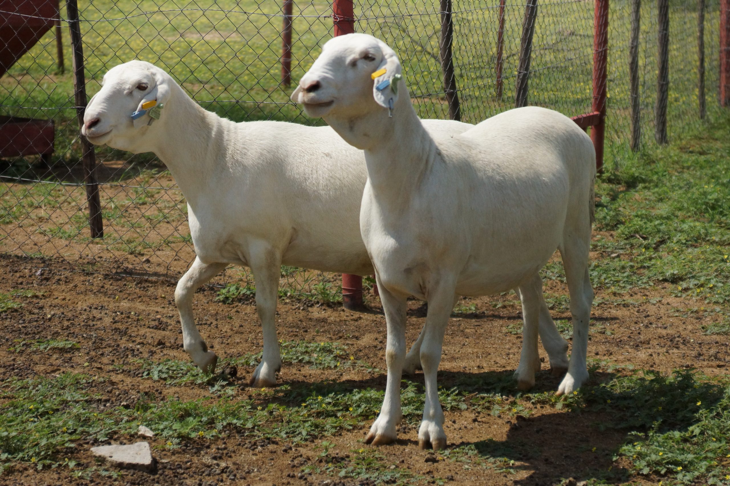 Calls for separate sheep, cattle import rules amid FMD concerns