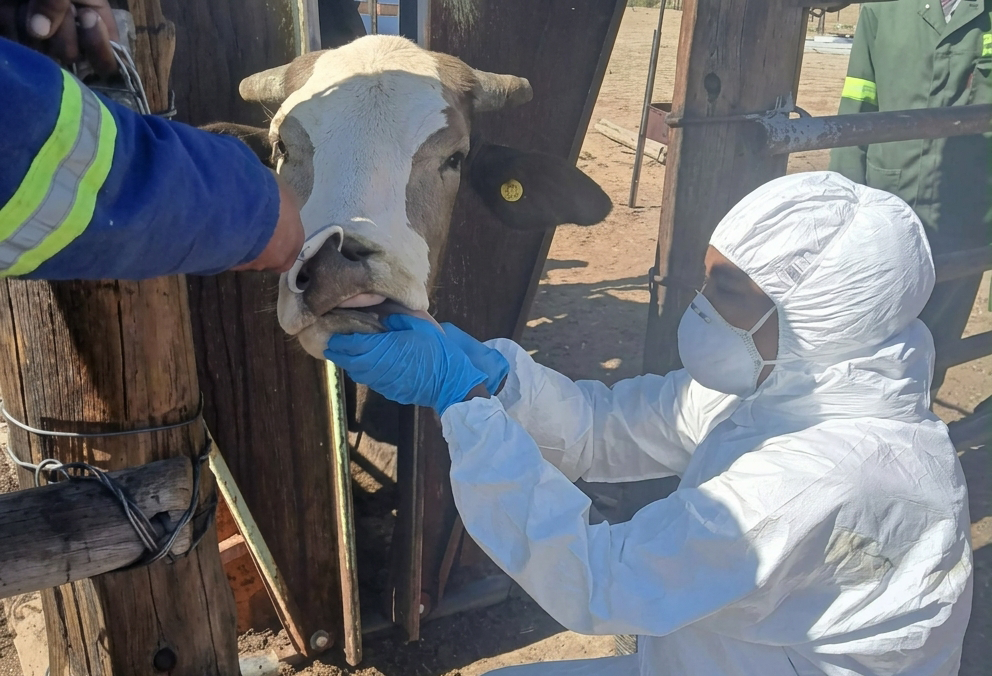 Namibia intensifies FMD surveillance, livestock controls