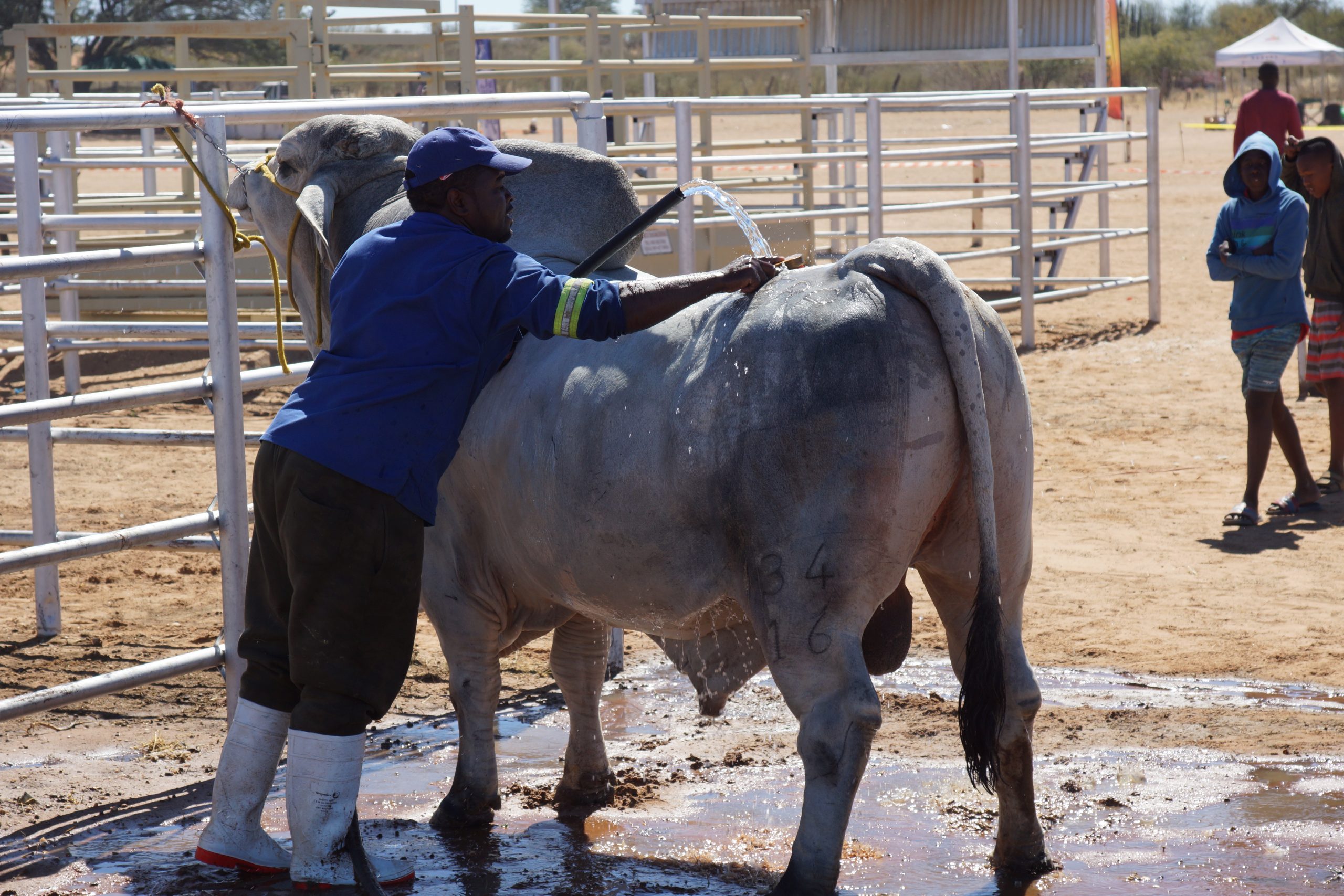 Farmers seek interim trade measures amid FMD restrictions