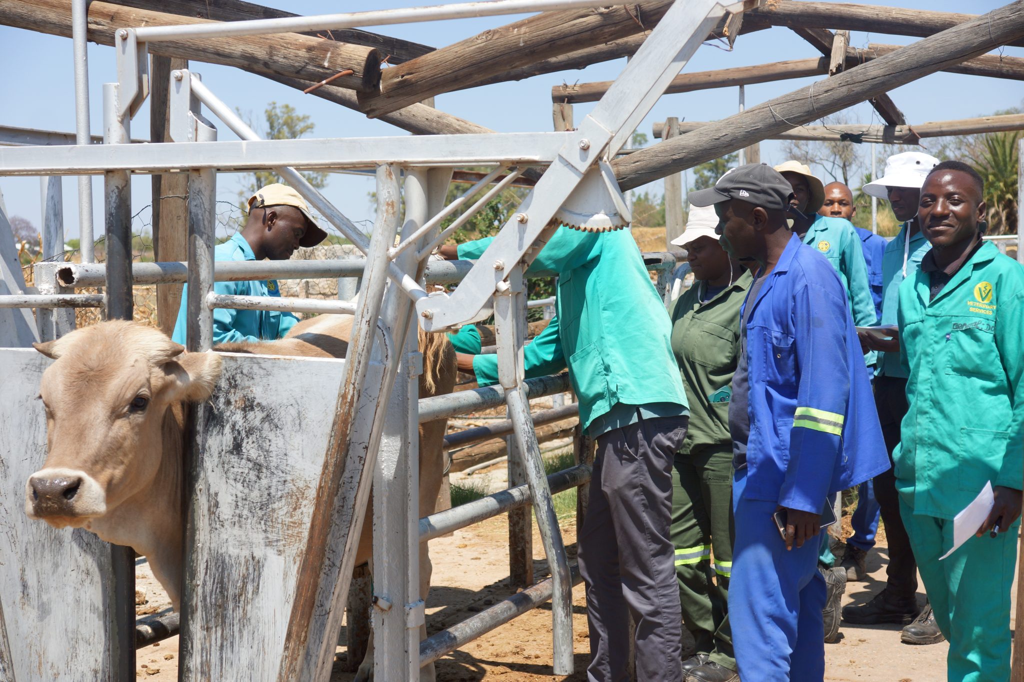 More than 1 296 cattle vaccinated for FMD