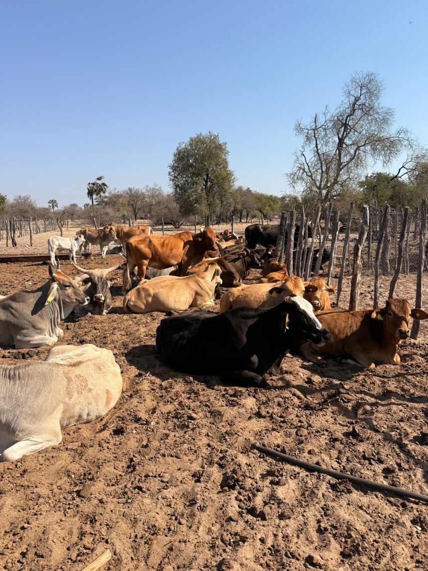 Emergency FMD vaccination activated in Zambezi