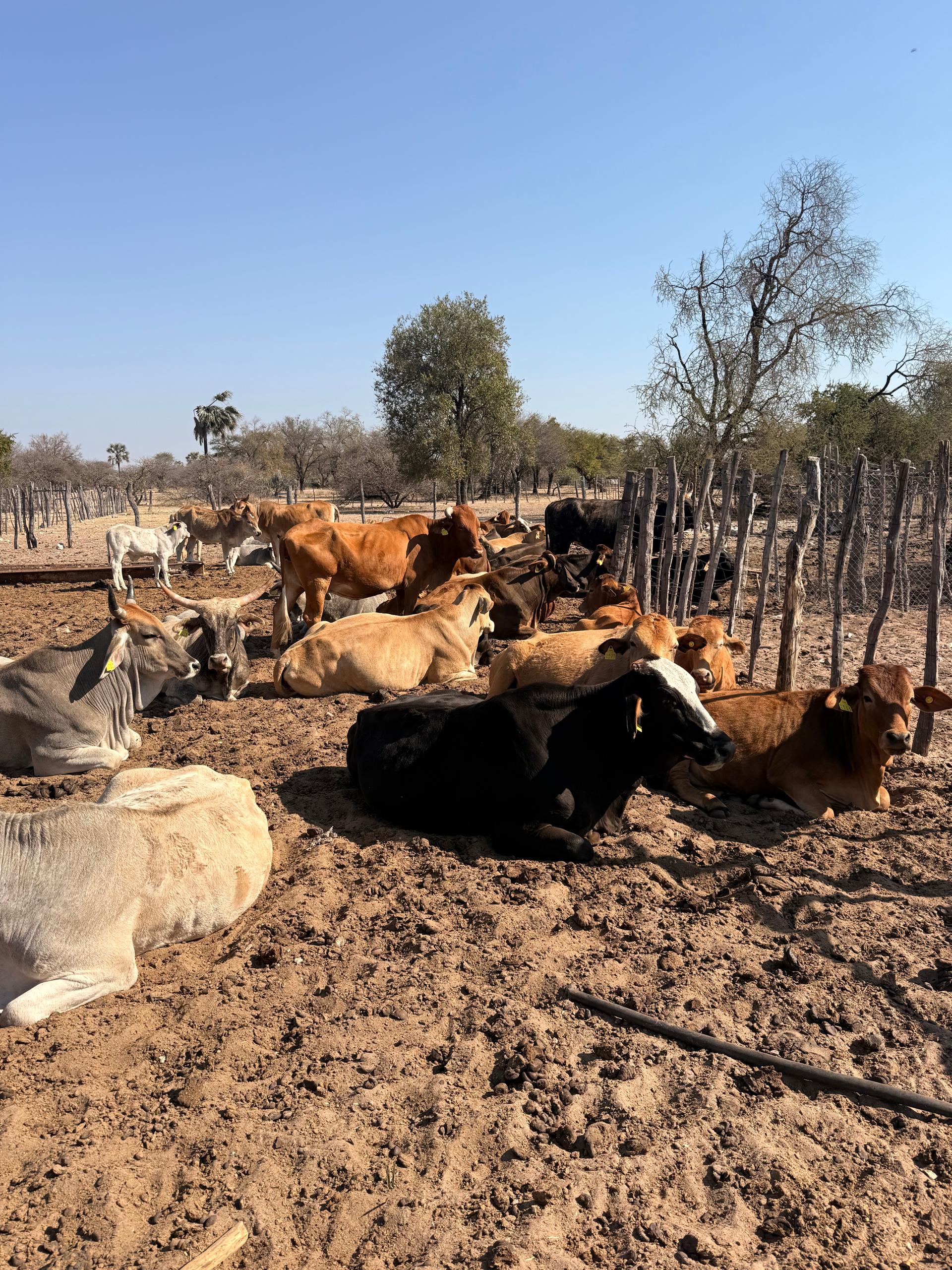 Emergency FMD vaccination activated in Zambezi