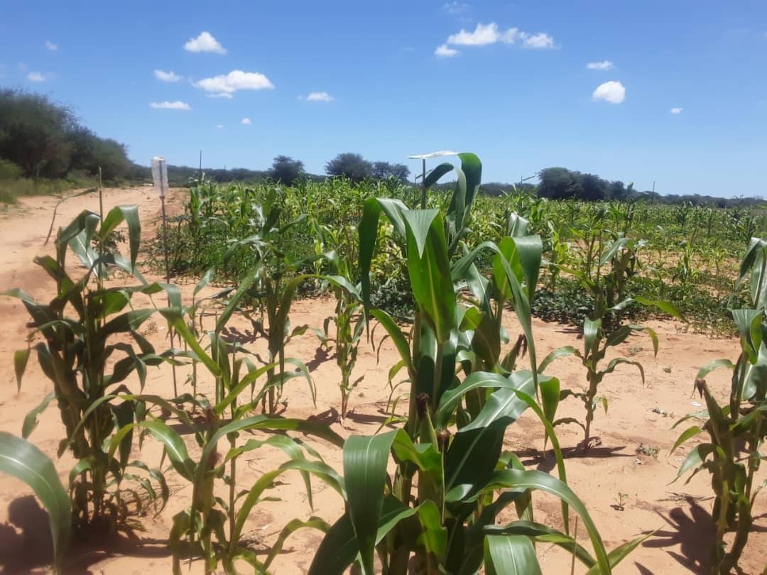 Community garden empowers Omaheke villagers