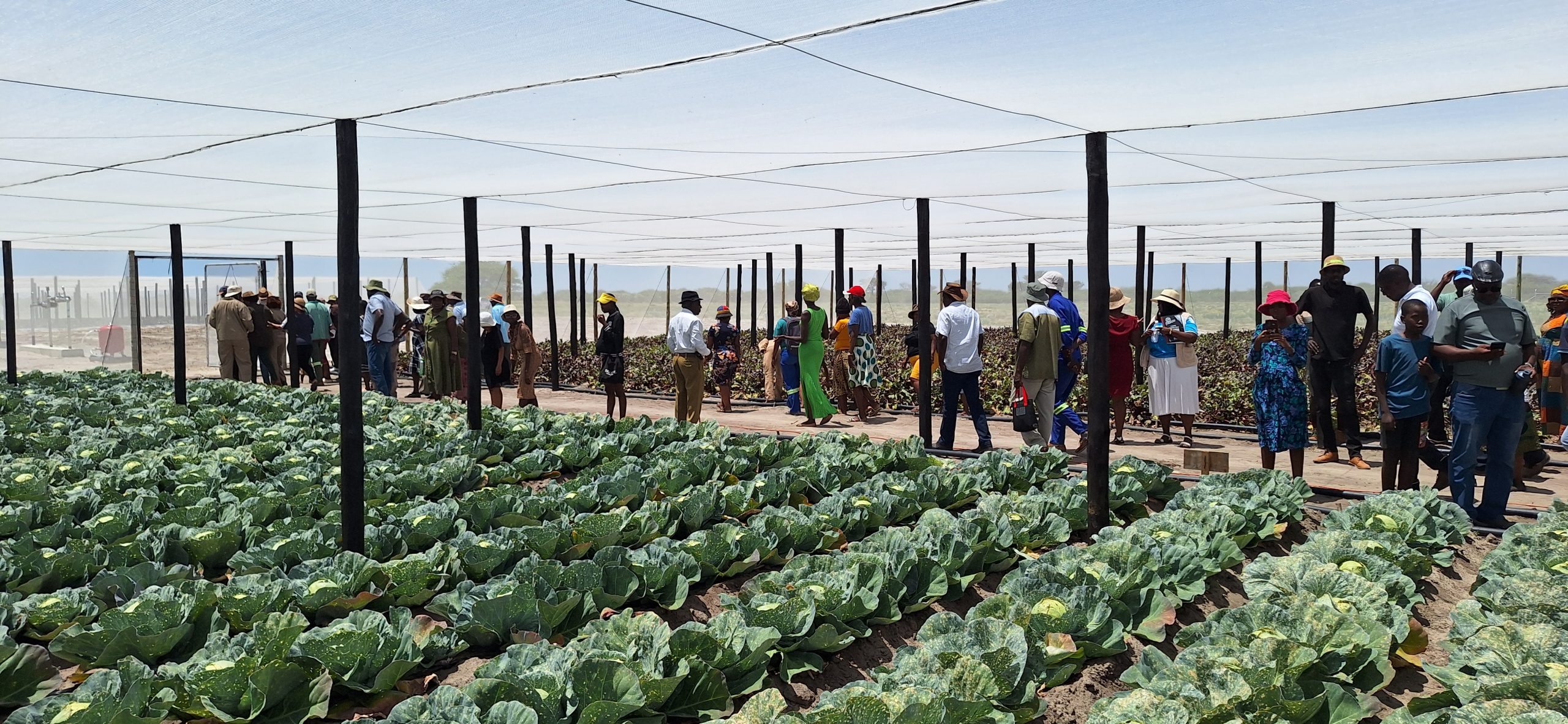 Tallismanus community garden yields bountiful second harvest