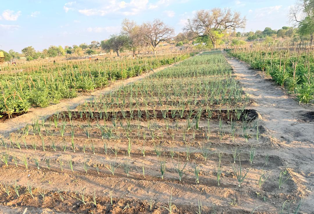 40 gardens project teaches smart agriculture in Kavango