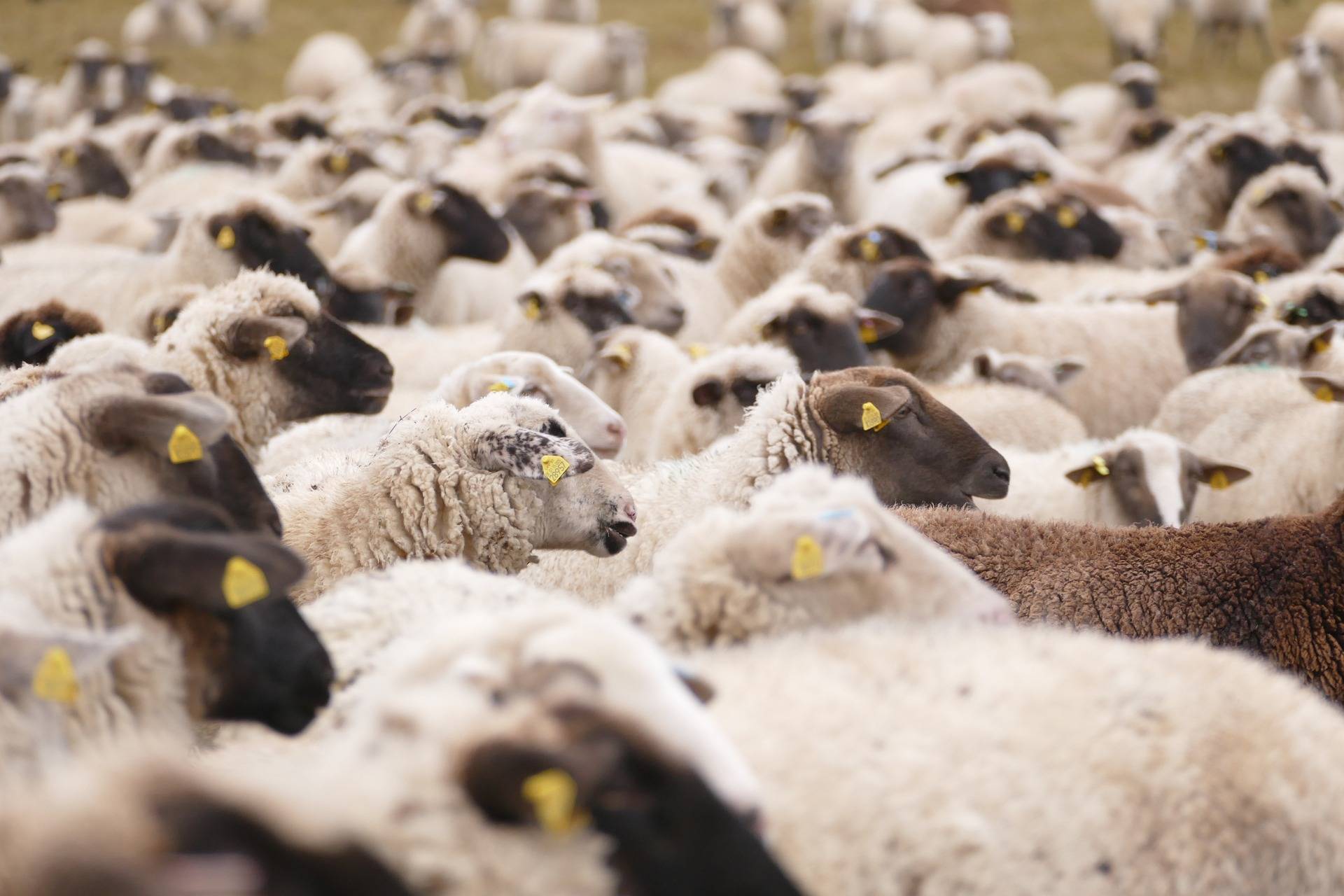 Livestock sector records growth...despite FMD disruptions