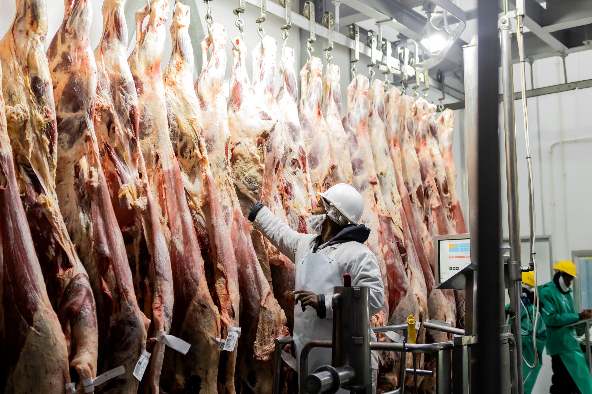 Meatco starts two-day temporary slaughter operation...beef strictly for domestic market