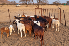 Young farmer finds foothold through Hope Farm