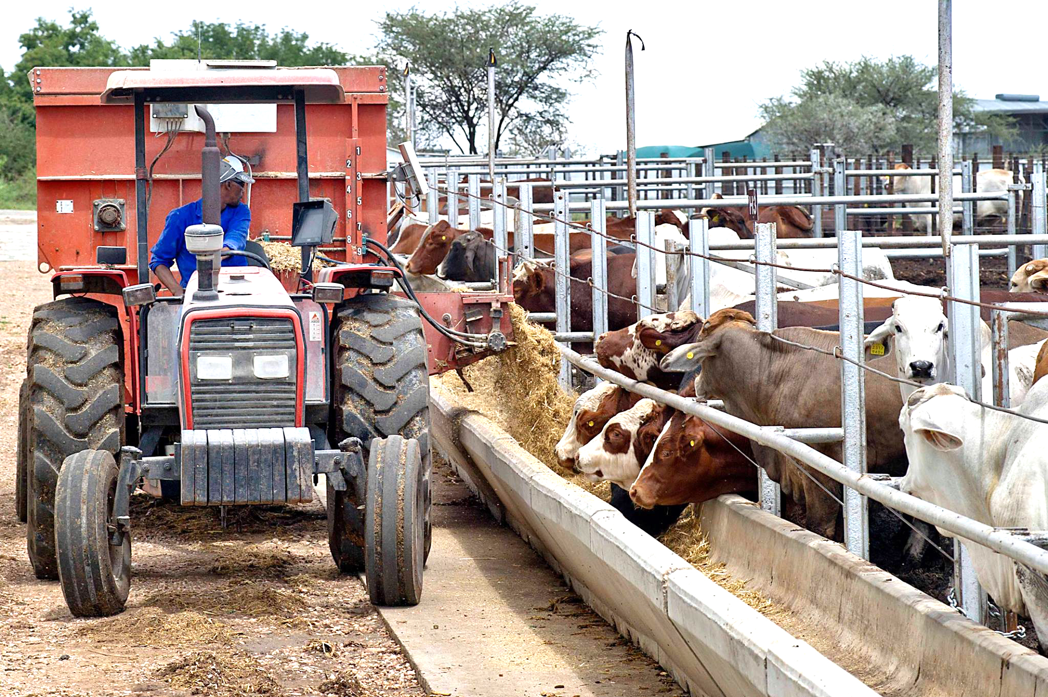 Pressure mounts on SA feedlots