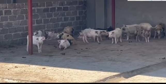 Youth Fund piggery thrives in Ohangwena
