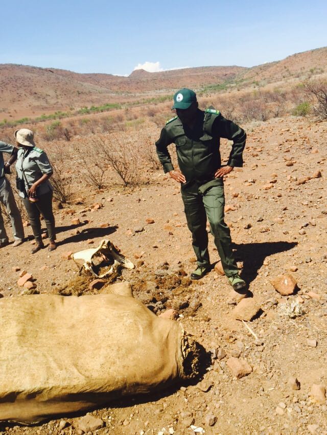 Rhino poaching cases drop
