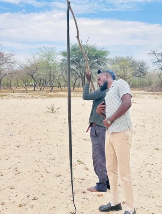 Black mamba finds comfort in school’s staff room