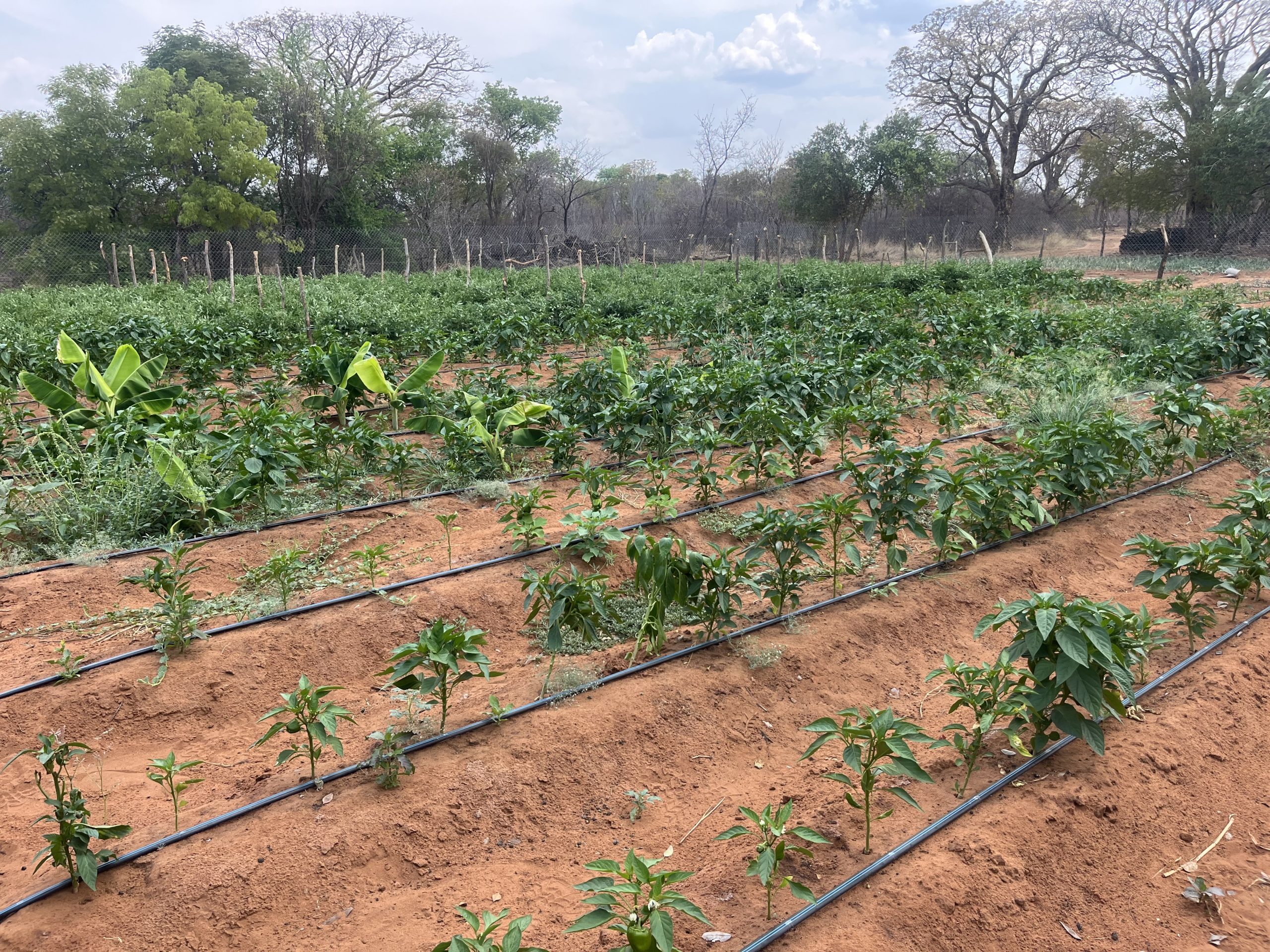 Young farmer turns parents’ homestead into thriving garden