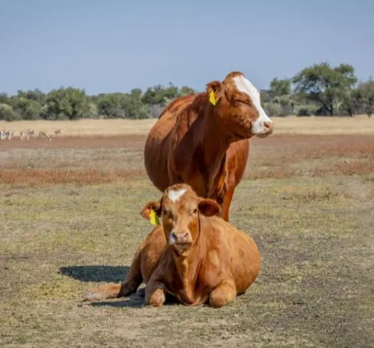 Savanna Beef revises weight categories for third-quarter pricing