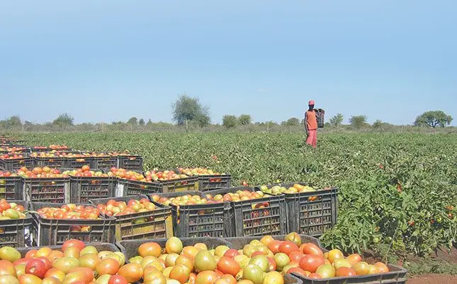 SA’s agribusiness confidence returns to positive territory