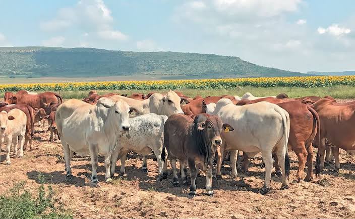 Land reform at a crossroads: Are we building farmers or simply redistributing farms?